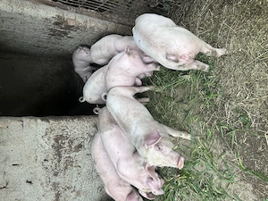 Purcei de vânzare 7 săptămâni  - imagine 4