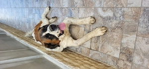 Vând câine Saint Bernard are 2 ani și 9 luni.