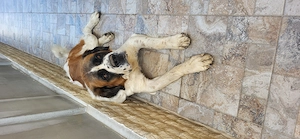 Vând câine Saint Bernard are 2 ani și 9 luni. - imagine 4