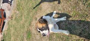 Vând câine Saint Bernard are 2 ani și 9 luni. - imagine 3