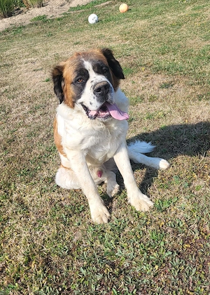 Vând câine Saint Bernard are 2 ani și 9 luni. - imagine 5