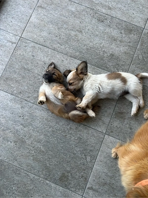 catei rasa mica