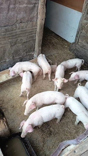  purcei de vânzare! 