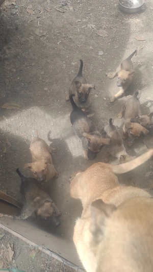 catei malinois,7 săptămâni, deparazitați si primul vaccin facut  - imagine 2