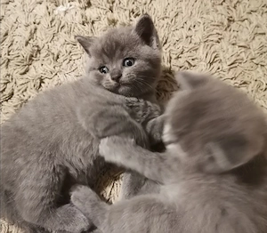 Pisicuta British Shorthair Blue   Deparazitata Conform Varstei - imagine 2