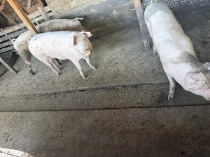 Porci de vânzare!