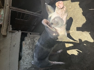 Porci de vânzare! - imagine 5
