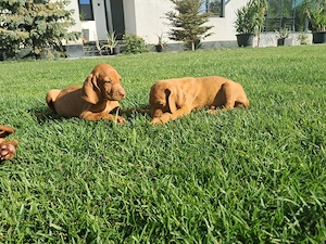 Pui Vizsla Maghiară (Brac Maghiar)   5 Fetițe și 3 Băieței - imagine 4