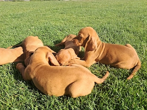 Pui Vizsla Maghiară (Brac Maghiar)   5 Fetițe și 3 Băieței - imagine 3