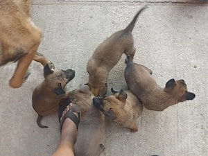 Ciobanesc belgian Malinois 