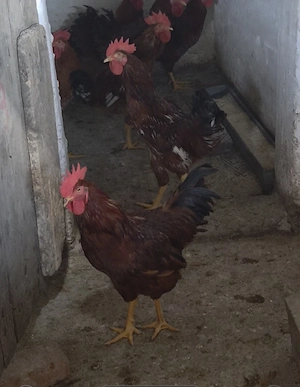 Cocosi de casa ! 