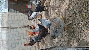 Vând Pui de Casă Moțați , bărboși , simpli au 3 Luni !! - imagine 3