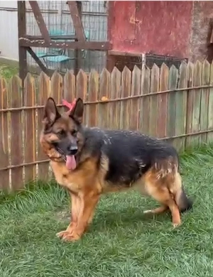 Femela ciobănesc german