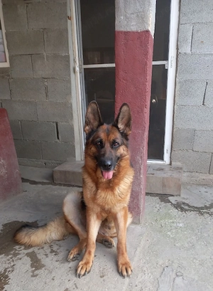 Femela ciobănesc german