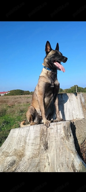 catei malinois,7 săptămâni, deparazitați si primul vaccin facut  - imagine 3
