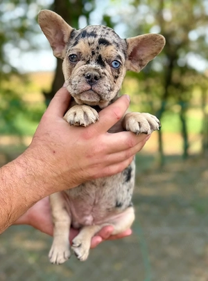 Bulldog francez - ochii albaștrii - culoare deosebită 