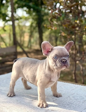 Bulldog francez - ochii albaștrii - culoare deosebită 