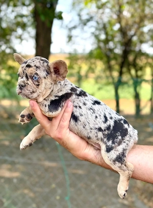 Bulldog francez - ochii albaștrii - culoare deosebită 