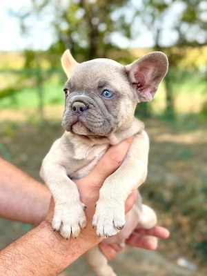 Bulldog francez - ochii albaștrii - culoare deosebită Lilac merle