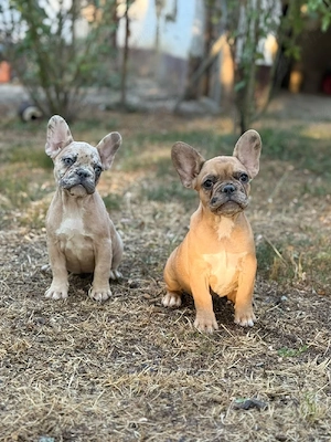 Bulldog francez - crem merle - ochii albaștrii - posibilitate transport 