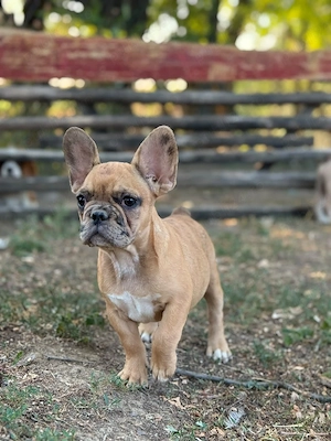 Bulldog francez - Blue merle fawn - posibilitate transport  - imagine 4
