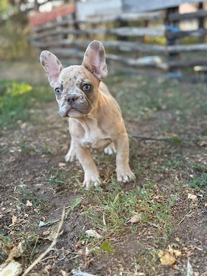 Bulldog francez - Blue merle fawn - posibilitate transport  - imagine 5