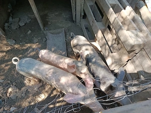 vand porci 