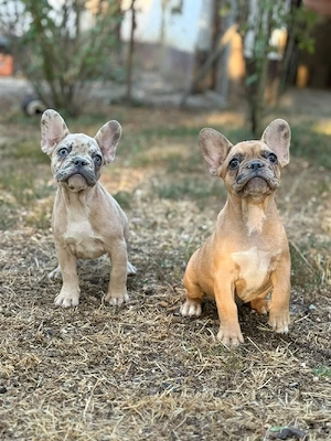 Bulldog francez crem merle - ochii albaștrii - posibilitate transport  - imagine 3
