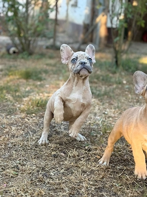 Bulldog francez crem merle - ochii albaștrii - posibilitate transport  - imagine 4