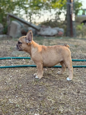 Bulldog francez crem merle - ochii albaștrii - posibilitate transport  - imagine 5