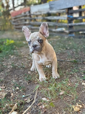 Bulldog francez crem merle - ochii albaștrii - posibilitate transport  - imagine 2