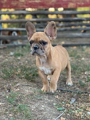 Bulldog francez merle - ochii albaștrii - posibilitate transport  - imagine 5