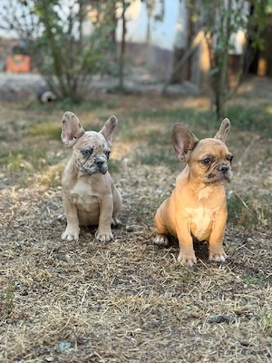Bulldog francez merle - ochii albaștrii - posibilitate transport 