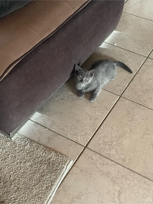 Pisici British Shorthair Blue - imagine 4