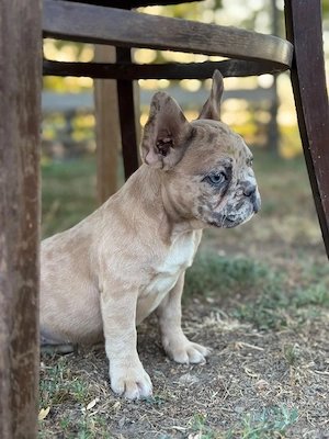 Bulldog francez - crem merle - ochii albaștrii - posibilitate transport  - imagine 5