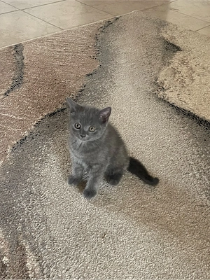 Pisici British Shorthair Blue