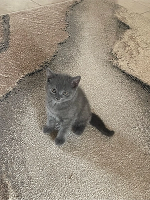 Pisici British Shorthair Blue - imagine 2