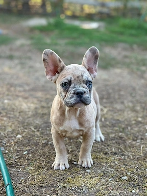 Bulldog francez - crem merle - ochii albaștrii - posibilitate transport  - imagine 4