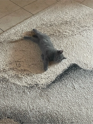 Pisici British Shorthair Blue - imagine 3