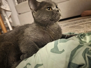 Pisică brittish shorthair - imagine 2
