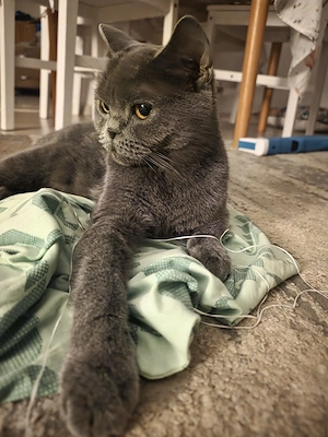 Pisică brittish shorthair - imagine 4