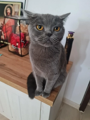 Pisică brittish shorthair - imagine 5