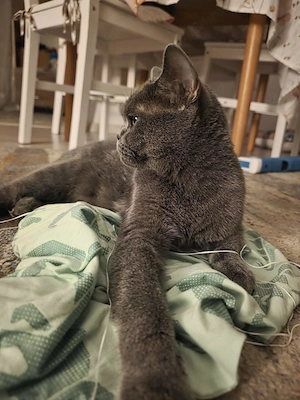 Pisică brittish shorthair - imagine 3