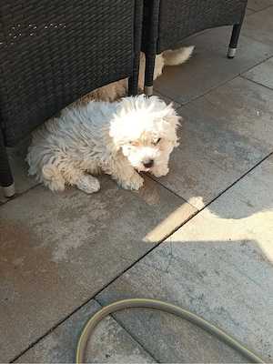 Bichon Maltez   pui de 3 luni, vaccinați      - imagine 3