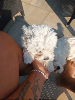Bichon Maltez   pui de 3 luni, vaccinați      - imagine 2