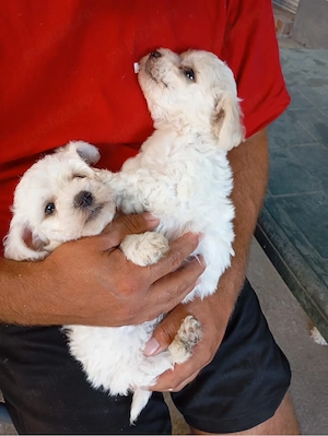 Bichon Frise talie micuta - imagine 3