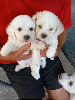 Bichon Frise talie micuta