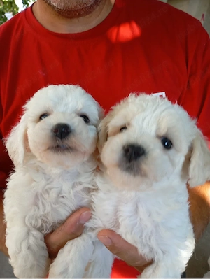 Bichon Frise talie micuta - imagine 2