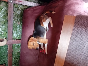 Donez beagle  - imagine 2