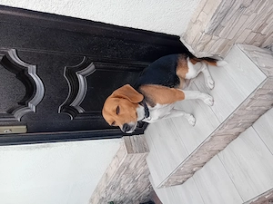 Donez beagle 